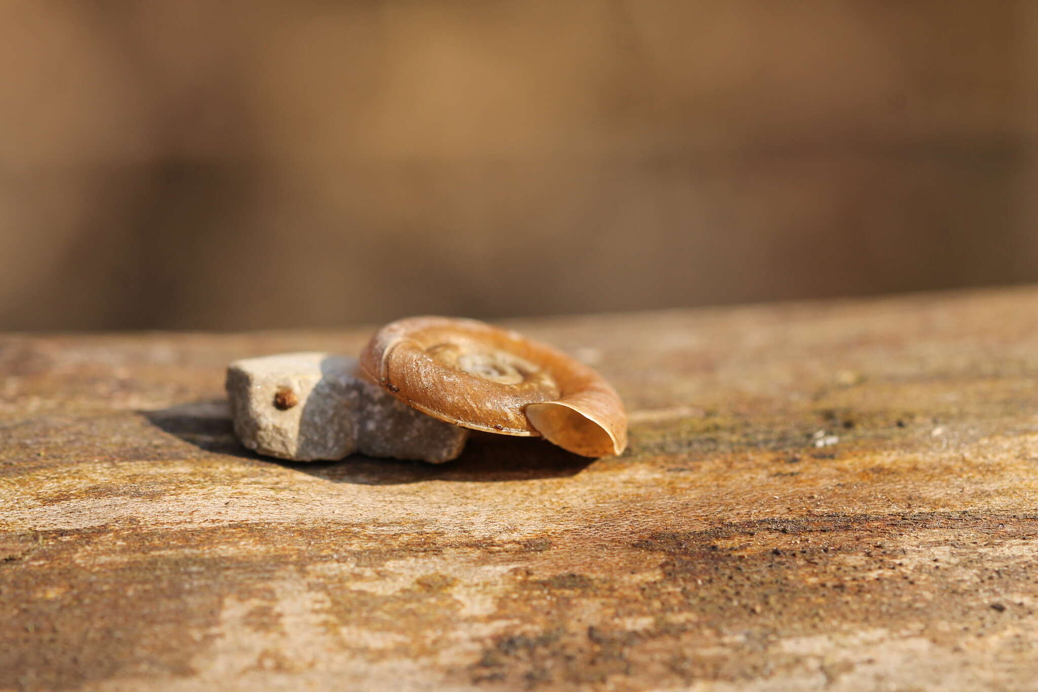 Image of Ram's Horn Snail