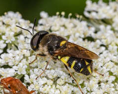 Image of Stratiomys norma Wiedemann 1830