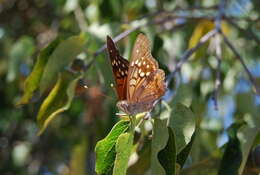 Image of Asterocampa clyton texana Skinner 1911