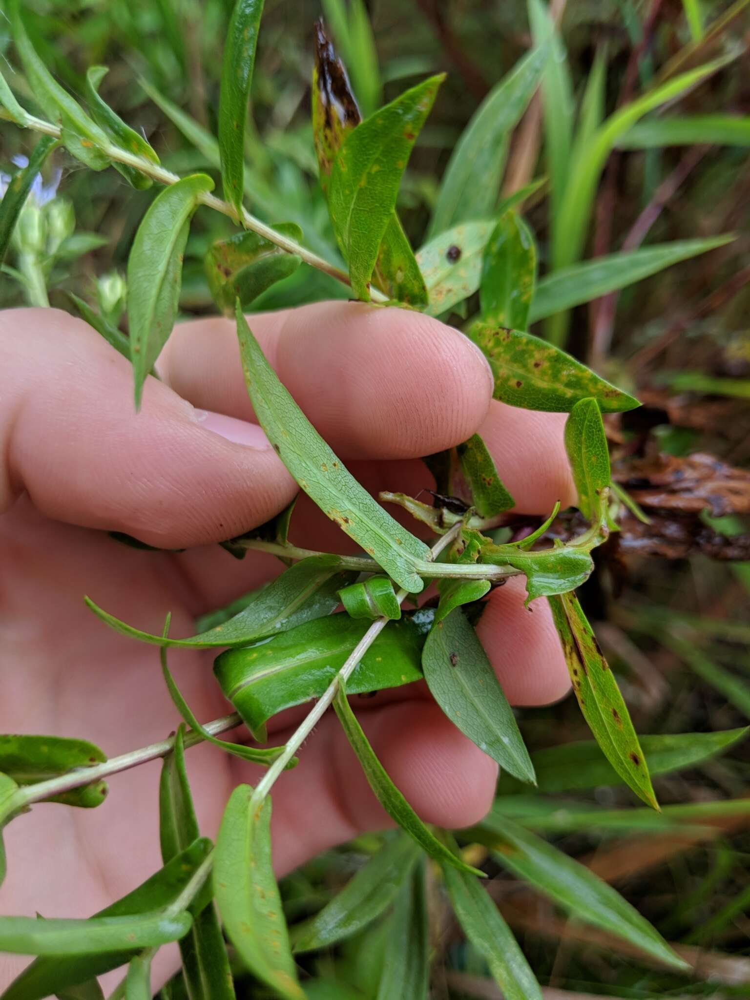 Plancia ëd Symphyotrichum firmum (Nees) G. L. Nesom