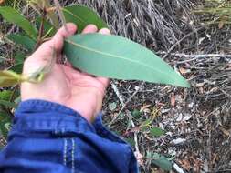 Слика од Eucalyptus planchoniana F. Müll.