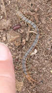 Image of Scolopendra viridis viridis Say 1821