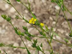 Linum corymbulosum Rchb. resmi