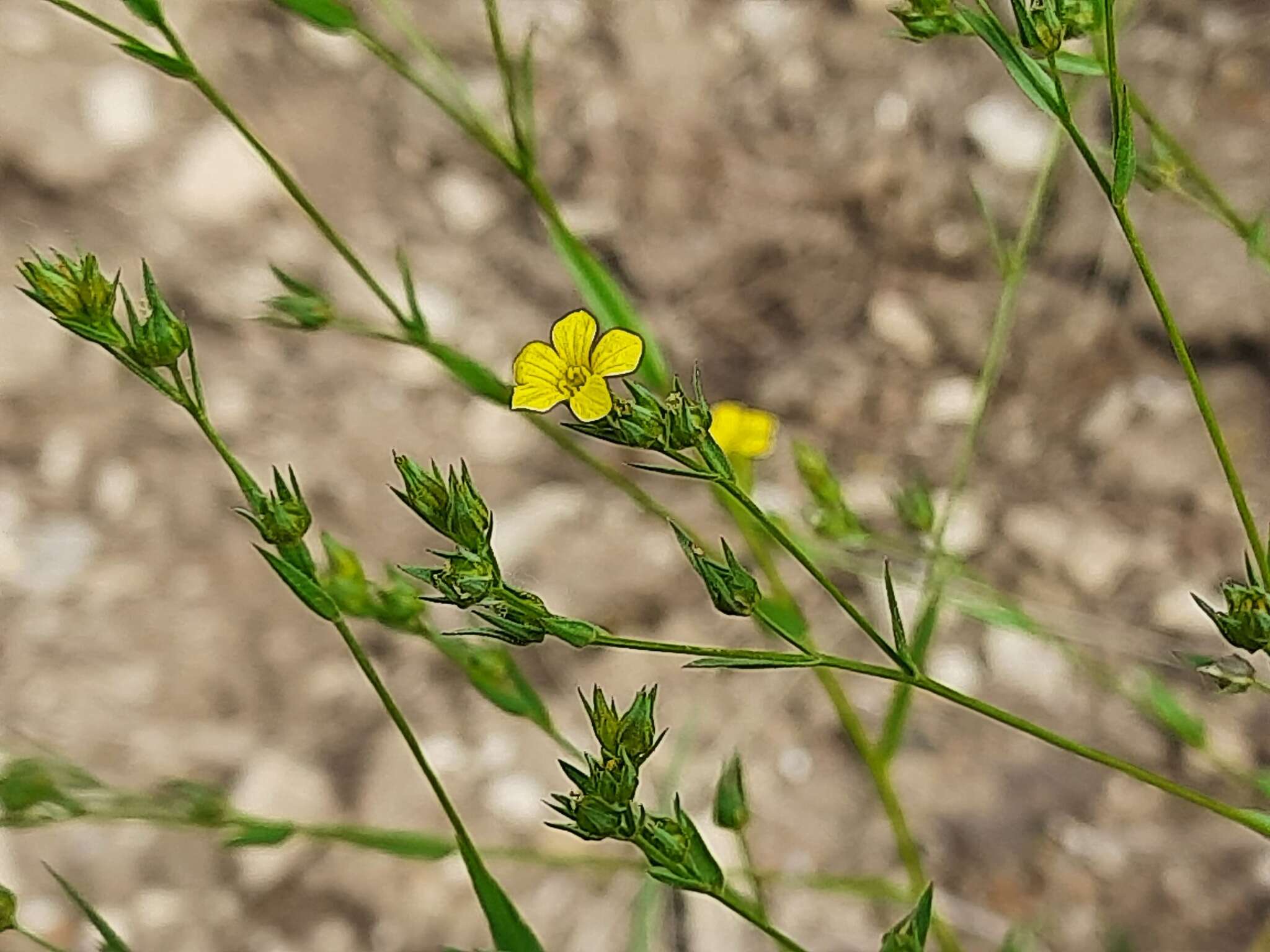 Linum corymbulosum Rchb. resmi