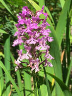 Image of Lesser purple fringed orchid