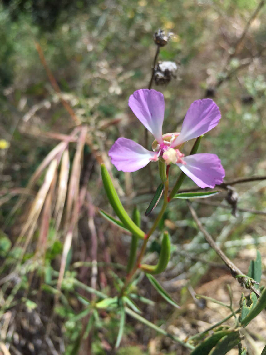 Image of Campo clarkia