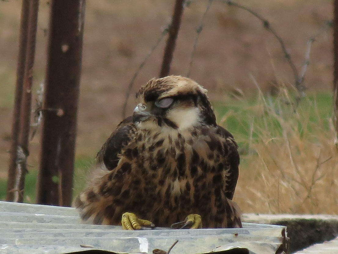 Image of Lanner Falcon