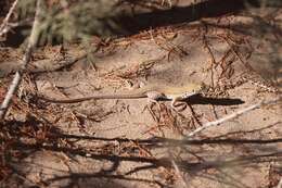 Image of Bosk’s fringe-toed lizard