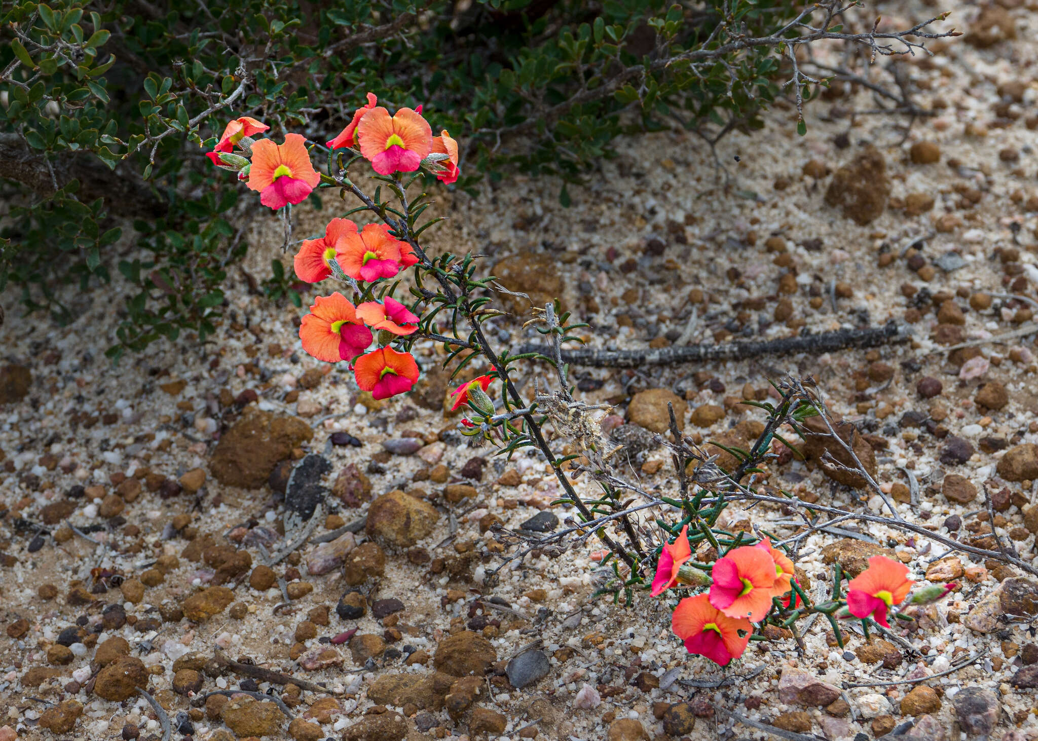 Image of Chorizema aciculare (DC.) A. W. Hill