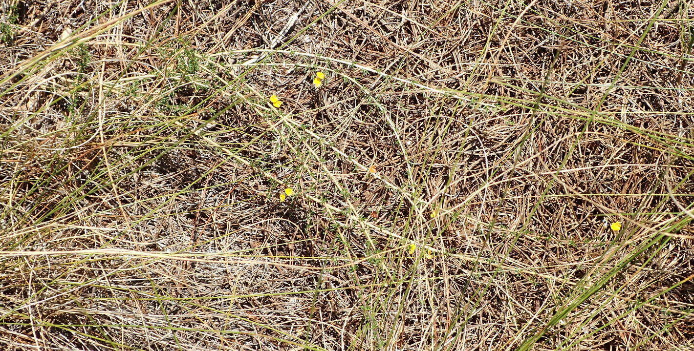 Image of Aspalathus biflora subsp. biflora