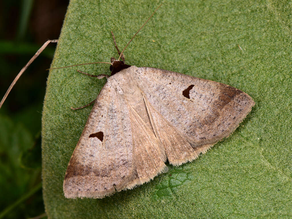 Image of Lygephila lusoria Linnaeus 1758