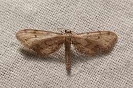 Image de Idaea attenuaria Rambur 1833