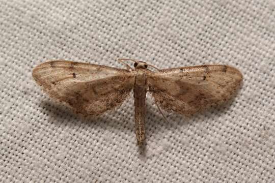 Image of Idaea attenuaria Rambur 1833