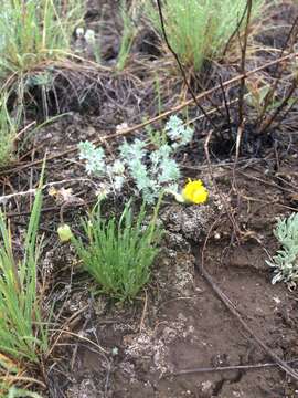 Image de Erigeron linearis (Hook.) Piper