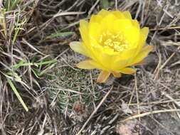 Image of Echinopsis aurea Britton & Rose