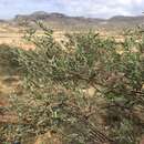 Image of Indigofera oblongifolia Forssk.