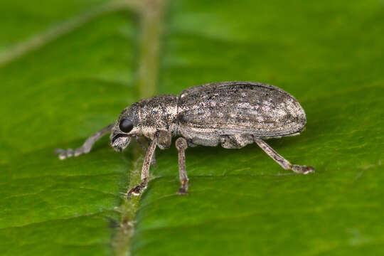 Image of Sitona humeralis Stephens 1831