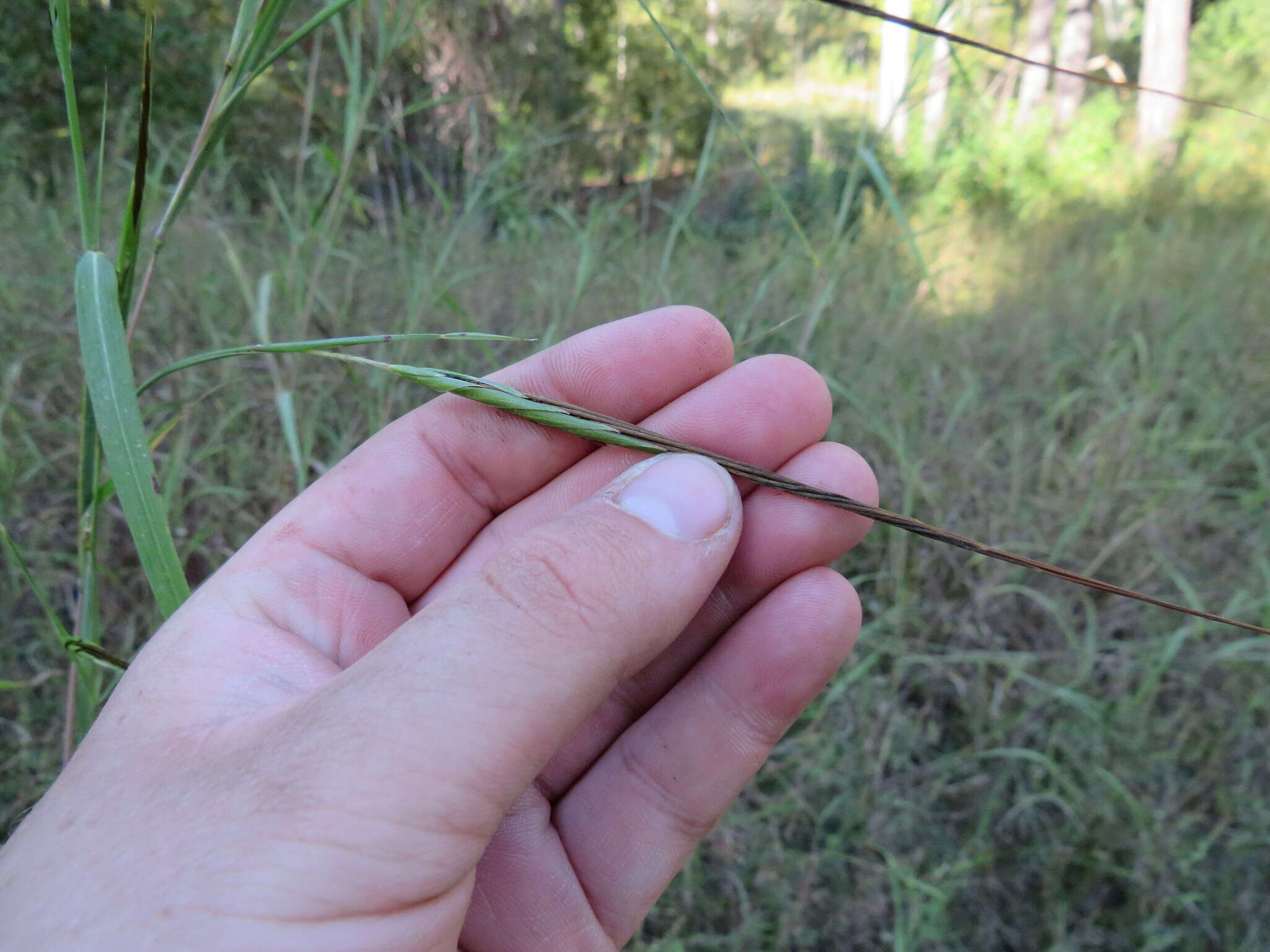 Imagem de Heteropogon melanocarpus (Elliott) Benth.