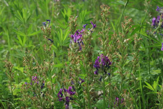 Image de Oxytropis strobilacea Bunge