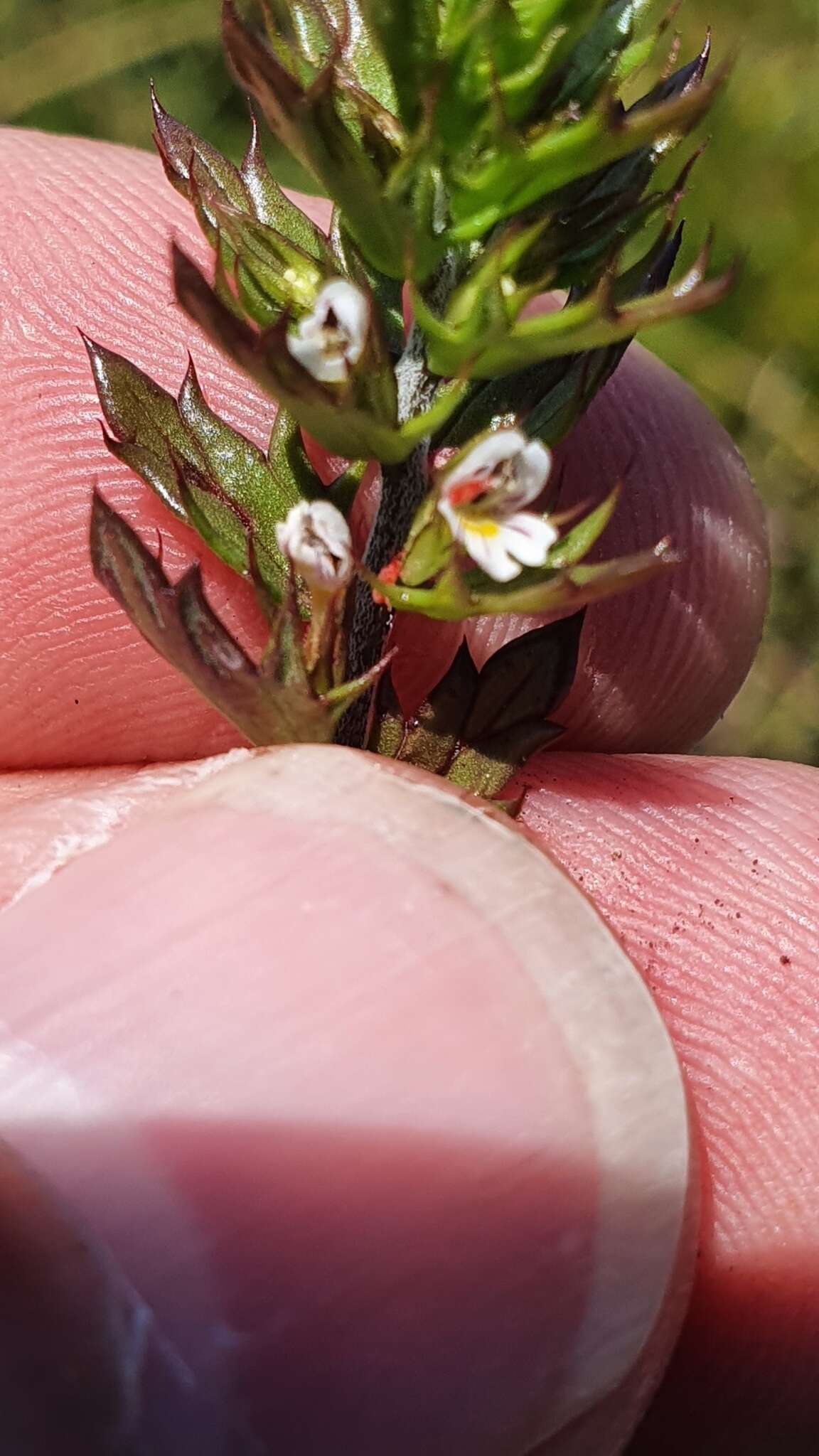 Image of Irish Eyebright