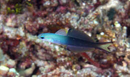 Image of Arrow dart-goby