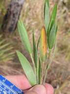 Imagem de Panicum ovale Elliott