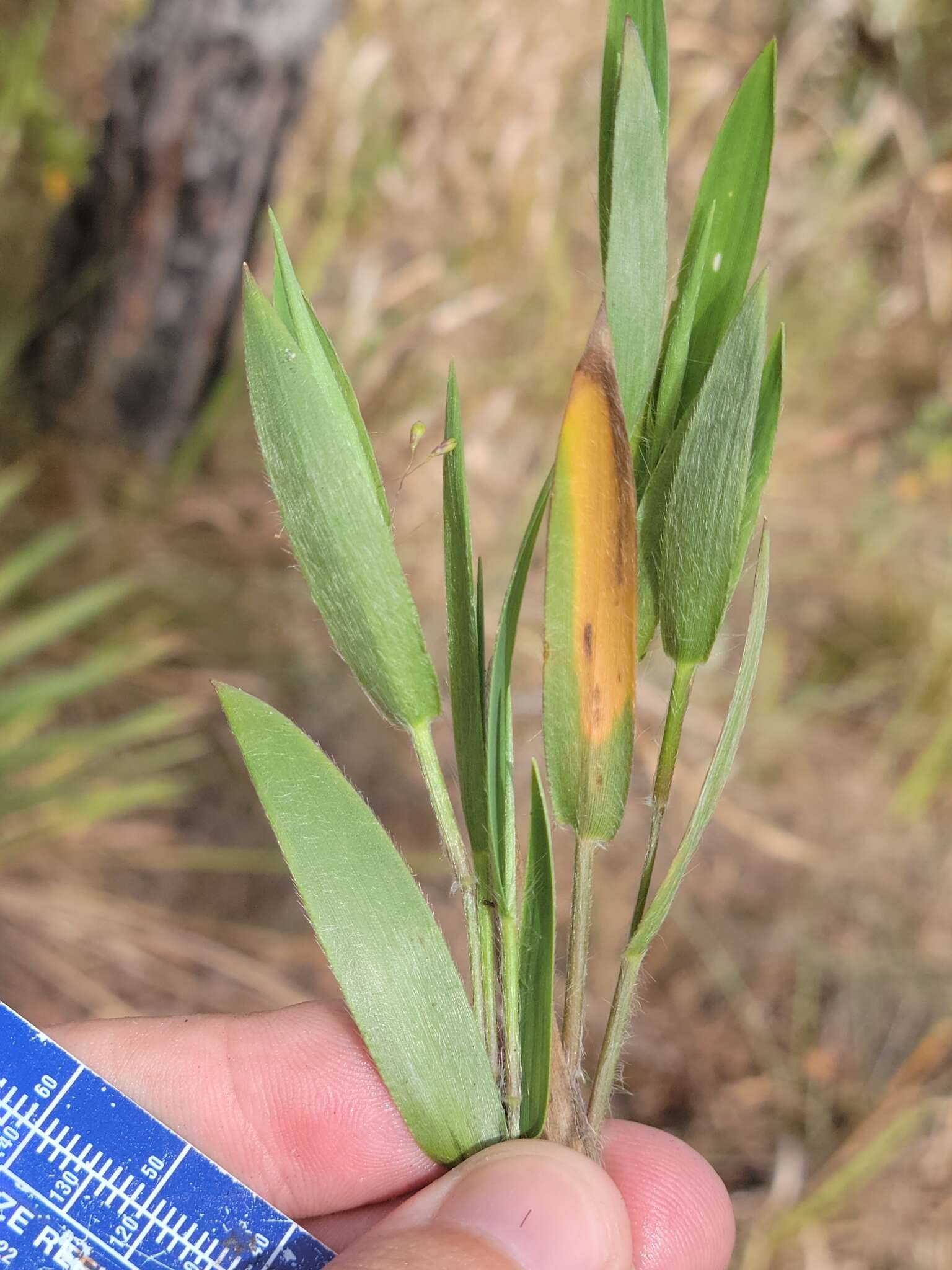 Panicum ovale Elliott resmi