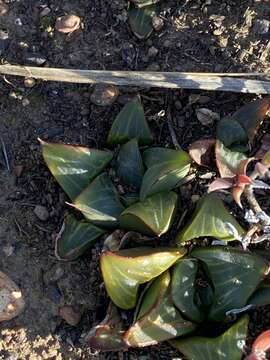 Image of Haworthia retusa (L.) Duval