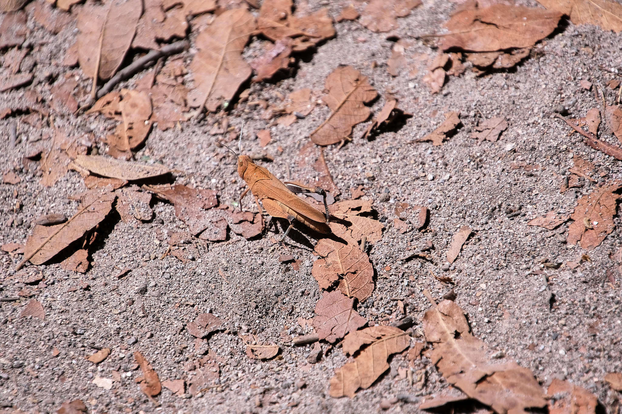 Tomonotus ferruginosus Caudell 1905的圖片