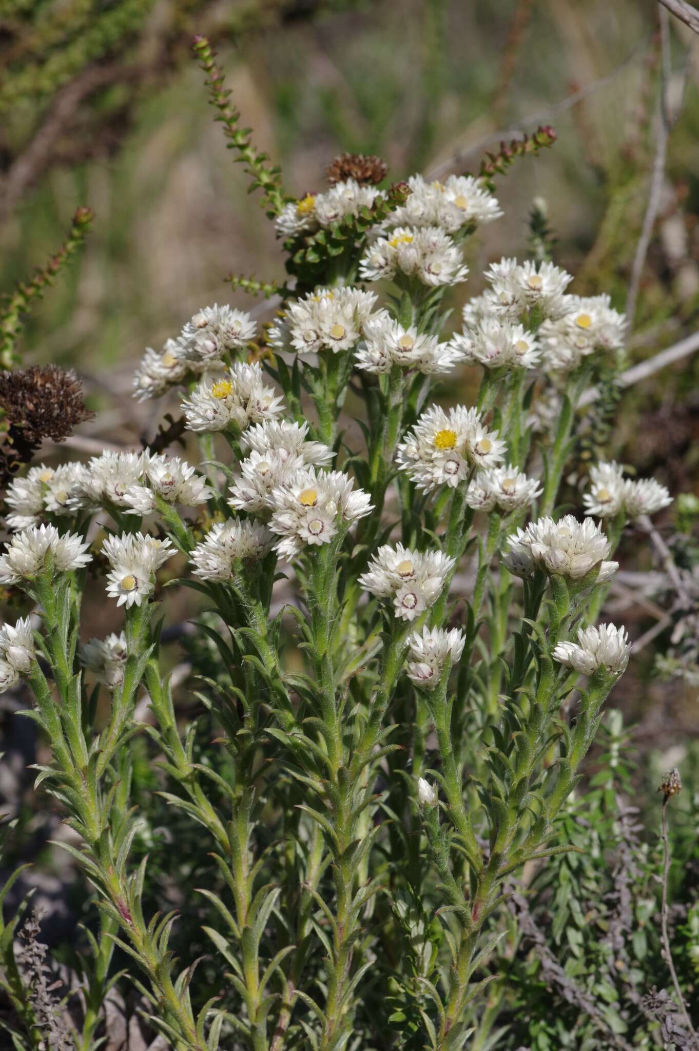 Image of Achyranthemum striatum