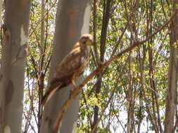 Imagem de Buteo buteo vulpinus (Gloger 1833)