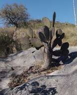 Plancia ëd <i>Opuntia oligacantha</i>