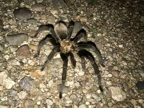 Image of Desert Blond Tarantula