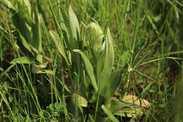 Image of Lizard orchid