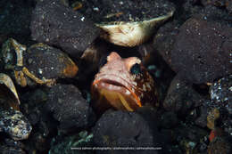 Image of Solor jawfish