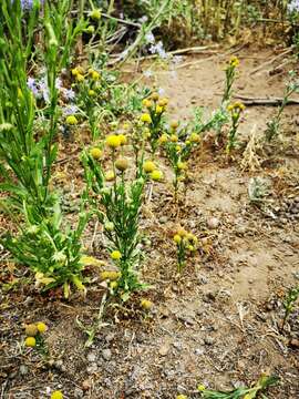 Image of Helenium aromaticum (Hook.) L. H. Bailey