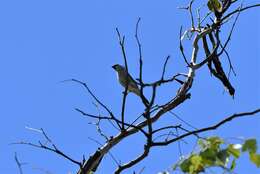 Image of Plum-headed Finch