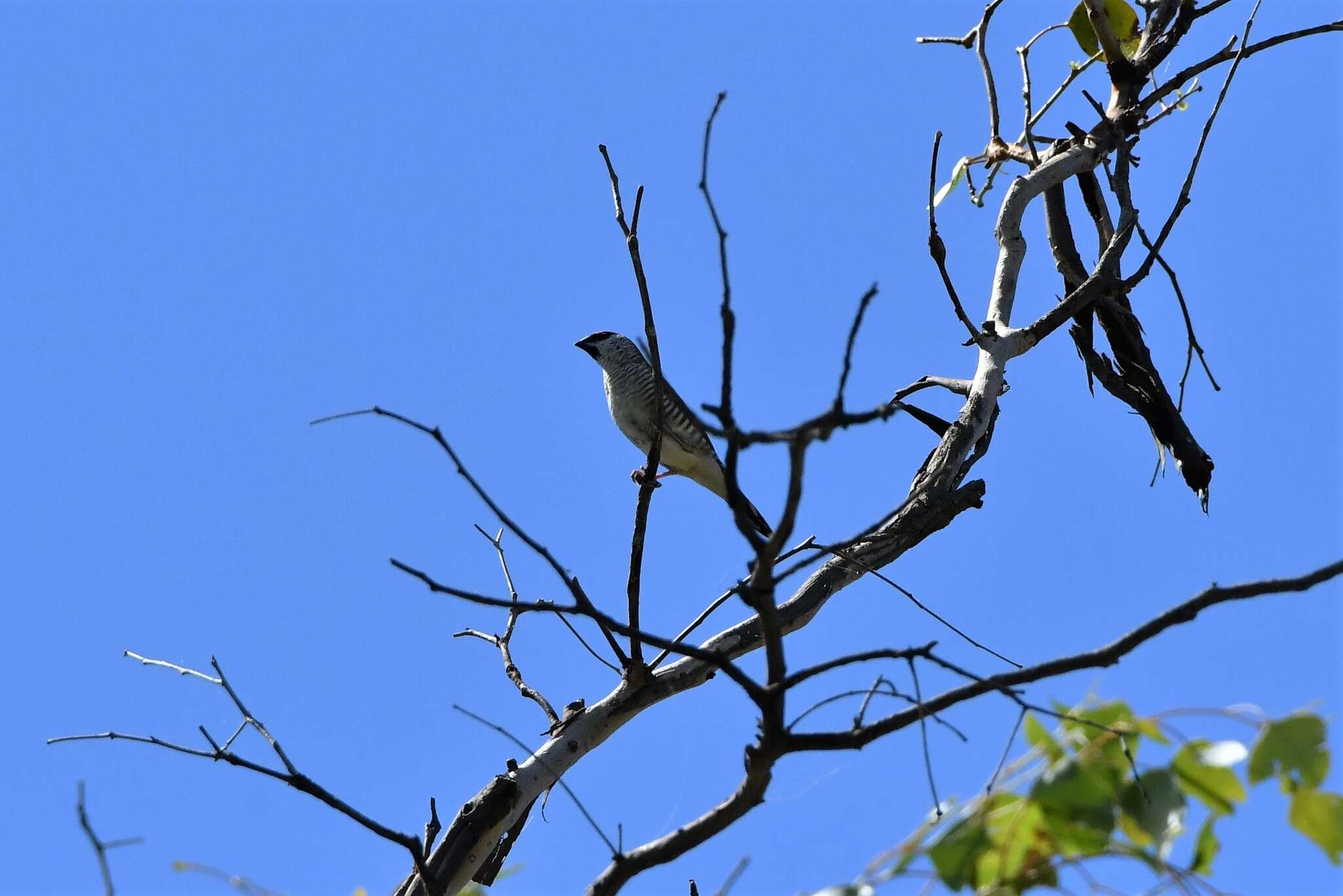 Image of Plum-headed Finch