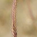 Image of Hordeum bogdanii Wilensky