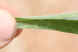 Image of Leafminer fly