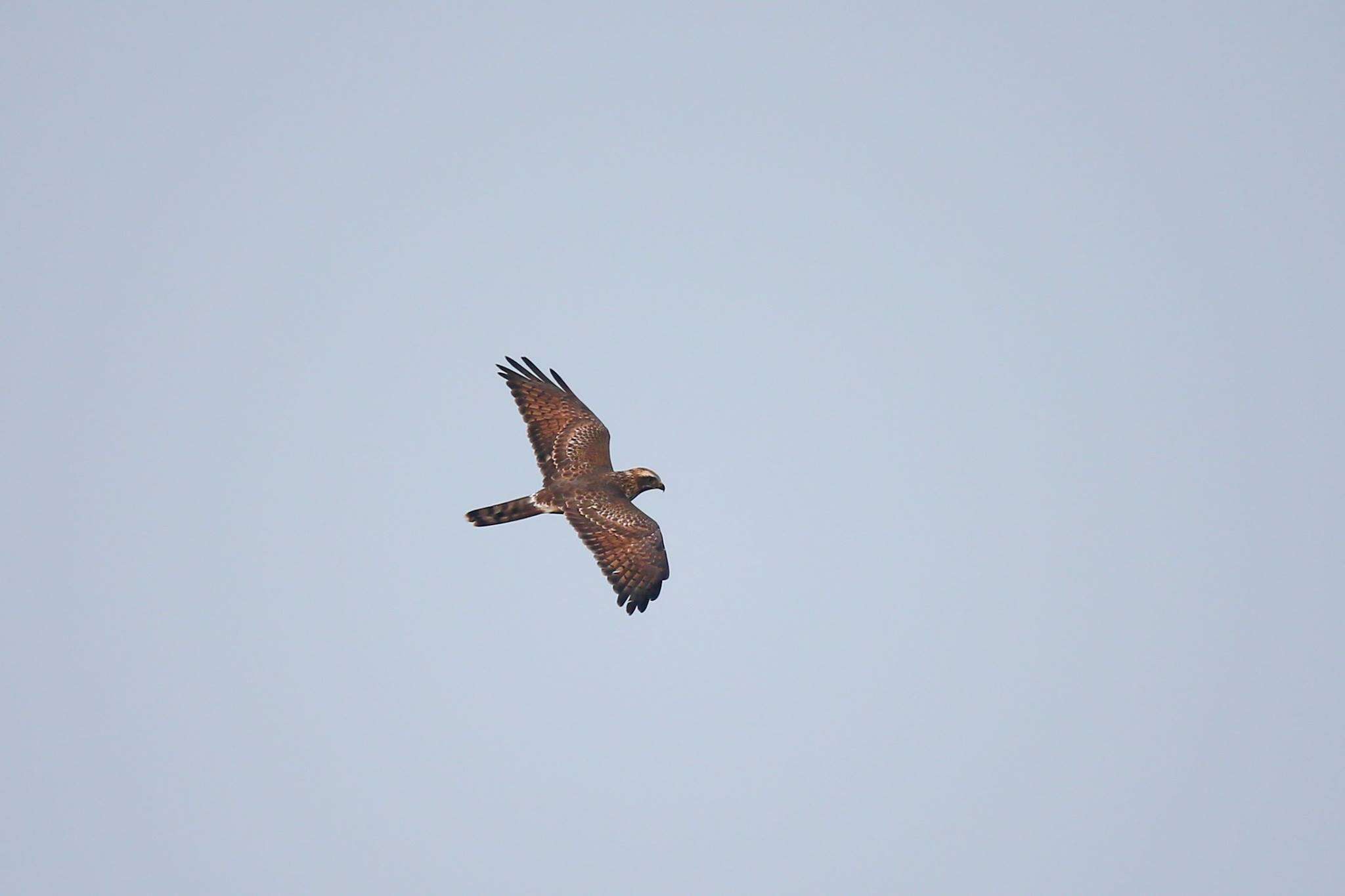 Image of Grey-faced Buzzard