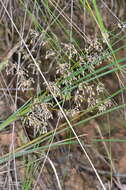 Image de Lomandra multiflora subsp. multiflora