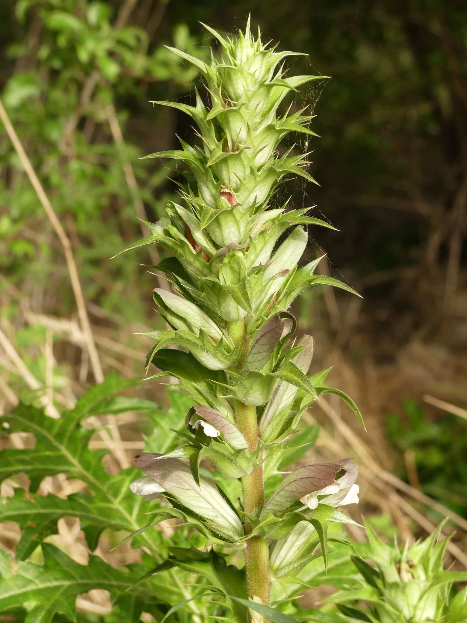 Image of spine acanthus