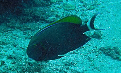 Image of Blackspot surgeonfish