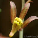 Image of Eulophia hereroensis Schltr.