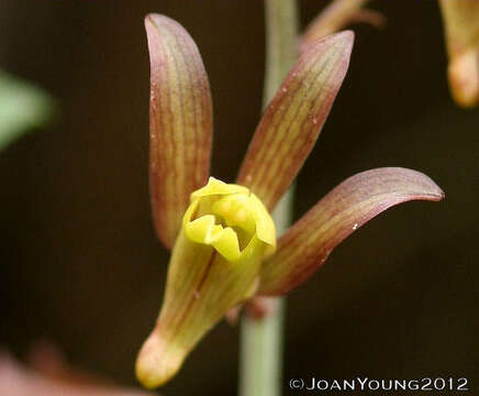 Image de Eulophia hereroensis Schltr.