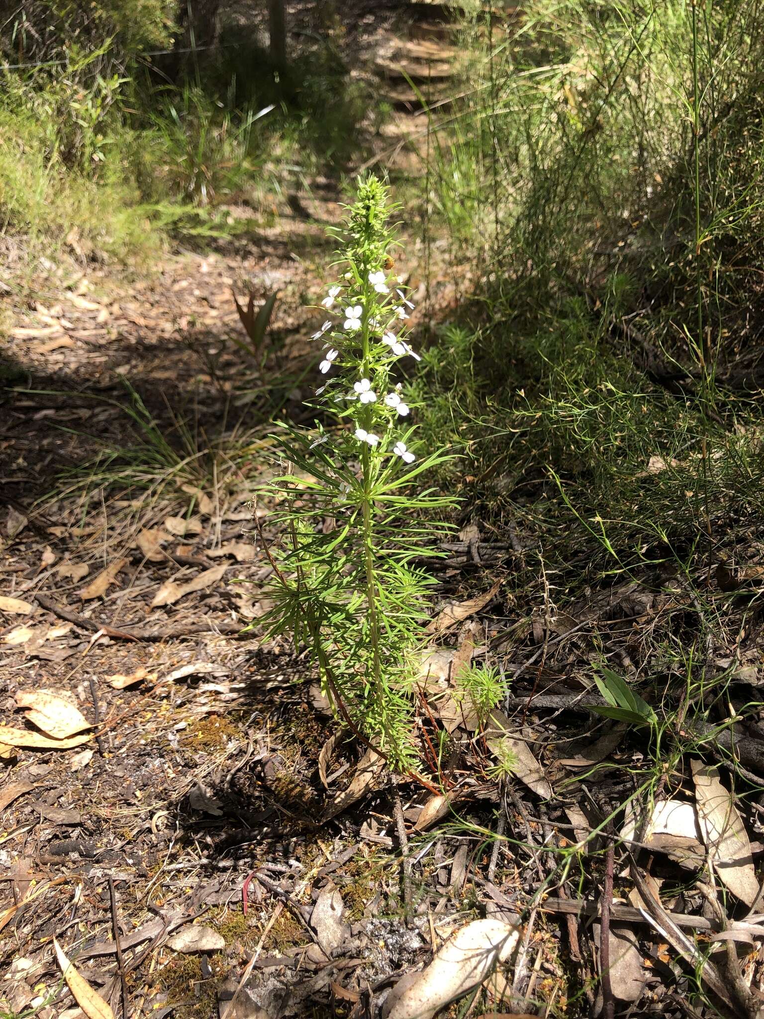 Sivun Stylidium adnatum R. Br. kuva