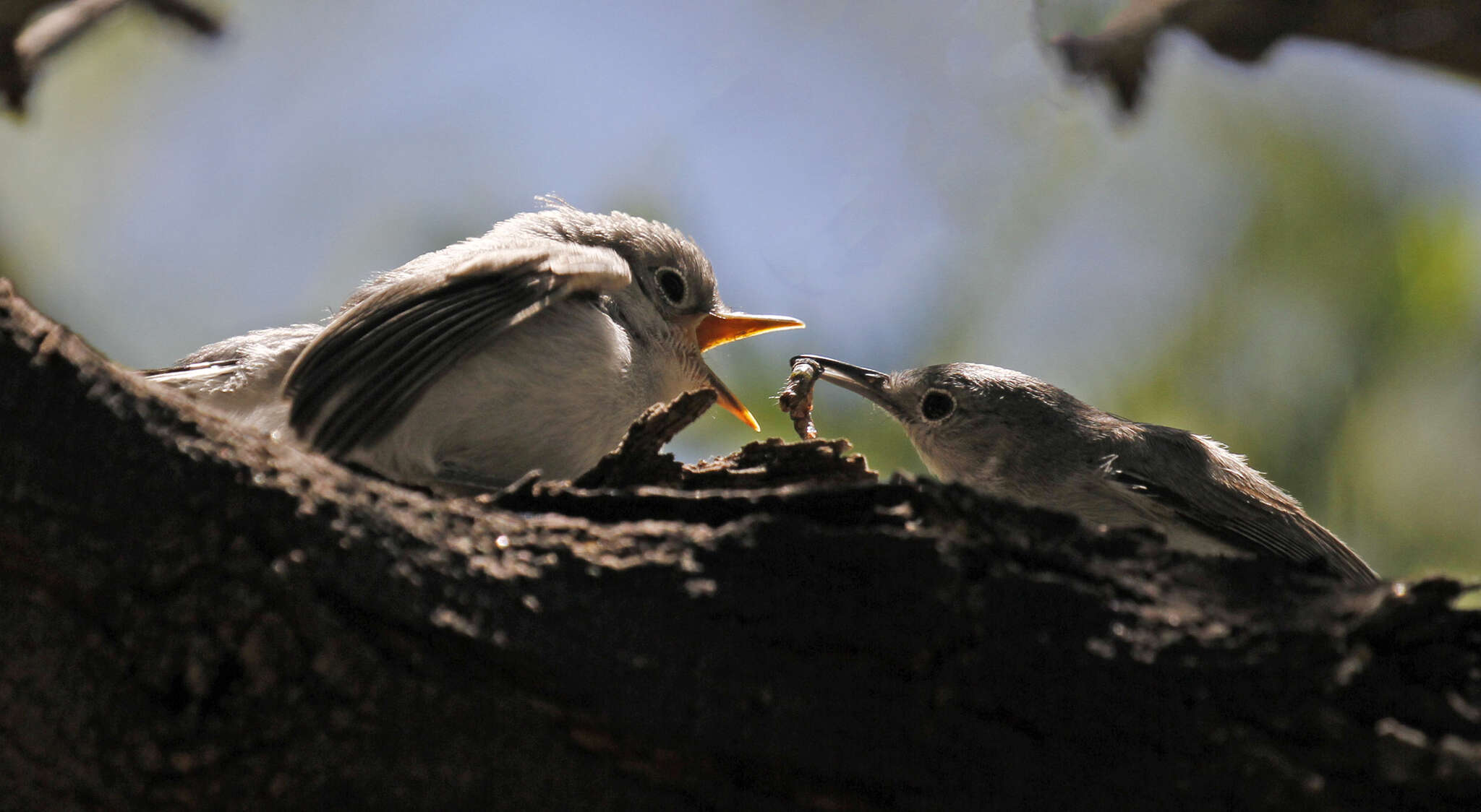 Image of Black-capped Gnatcatcher