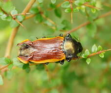 Image of Castiarina jeanae (Barker 1983)