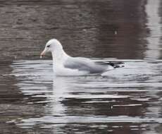 Larus californicus Lawrence 1854 resmi